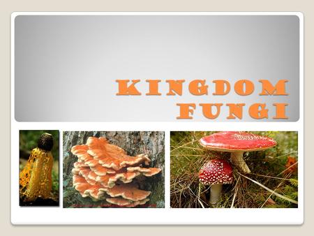 Kingdom Fungi. Targets 1. Describe the basic structure of fungi. 2. Explain the function of spores in fungal reproduction. 3. Compare and contrast the.