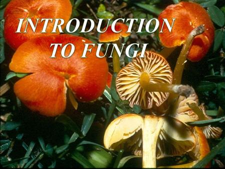 INTRODUCTION TO FUNGI.