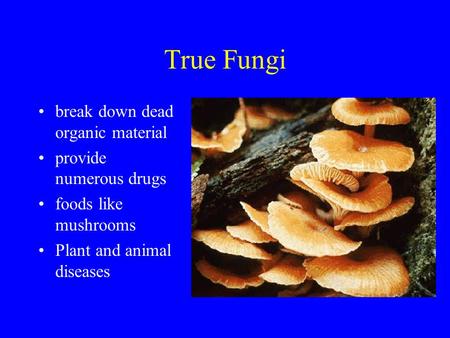 True Fungi break down dead organic material provide numerous drugs