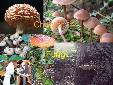 Chapter 14 Fungi Heterotrophic organisms once considered to be primitive or degenerate plants lacking chlorophyll.