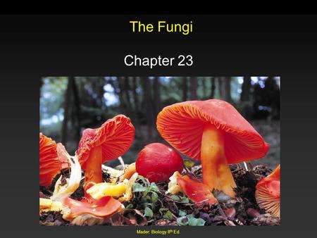 The Fungi Chapter 23 Mader: Biology 8th Ed..