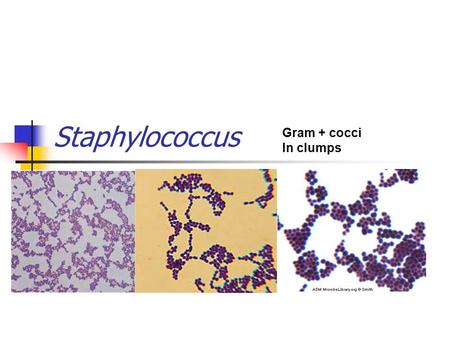 Staphylococcus Gram + cocci In clumps.