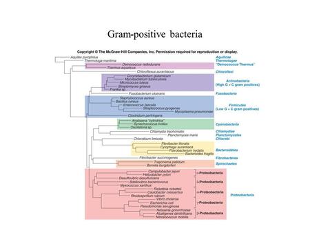 Gram-positive bacteria. Separated on basis of G + C content of chromosomal DNA Low G + C Gram-positives = Firmicutes High G + C Gram-positives = Actinobacteria.