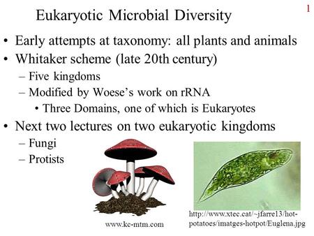 1 Eukaryotic Microbial Diversity Early attempts at taxonomy: all plants and animals Whitaker scheme (late 20th century) –Five kingdoms –Modified by Woese’s.
