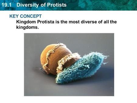 KEY CONCEPT  Kingdom Protista is the most diverse of all the kingdoms.