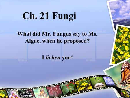 What did Mr. Fungus say to Ms. Algae, when he proposed? I lichen you!