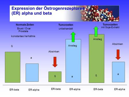 Expression der Östrogenrezeptoren (ER) alpha und beta