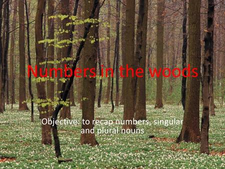 Numbers in the woods Objective: to recap numbers, singular and plural nouns.