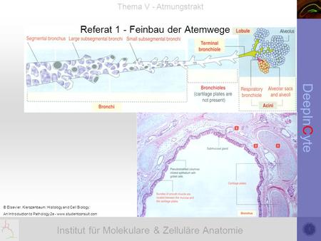 Referat 1 - Feinbau der Atemwege