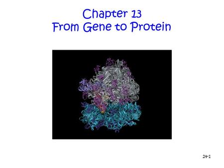 Chapter 13 From Gene to Protein