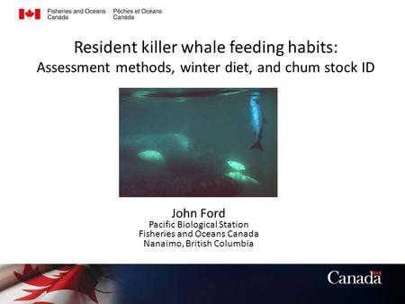 Resident killer whale feeding habits: Assessment methods, winter diet, and chum stock ID John Ford Pacific Biological Station Fisheries and Oceans Canada.
