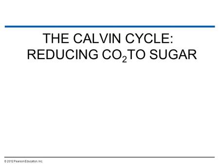 THE CALVIN CYCLE: REDUCING CO2TO SUGAR
