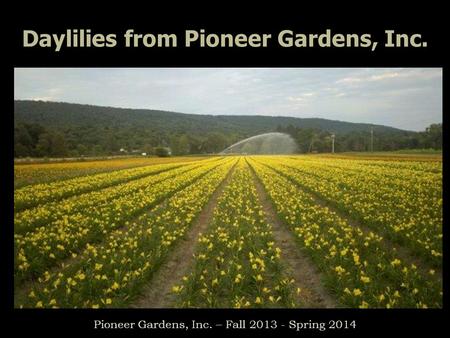 Daylilies from Pioneer Gardens, Inc. Pioneer Gardens, Inc. – Fall 2013 - Spring 2014.
