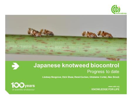 Japanese knotweed biocontrol