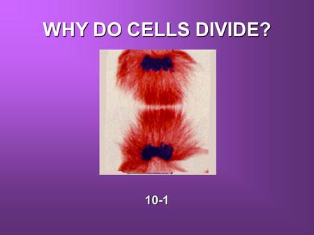 WHY DO CELLS DIVIDE? 10-1.