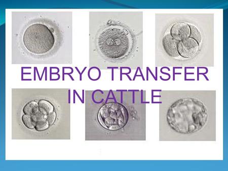 EMBRYO TRANSFER IN CATTLE