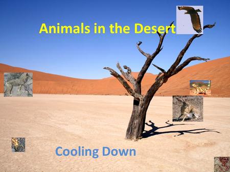 Cooling Down Animals in the Desert. Problem: The desert is very hot during the day Over 100 degrees How do animals stay cool?
