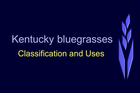 Kentucky bluegrasses Classification and Uses. Types of Kentucky Bluegrasses Compact TypesCELA Type CompactBVMG Type MidnightShamrock type AmericaCheri.