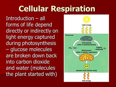 Cellular Respiration Introduction – all forms of life depend directly or indirectly on light energy captured during photosynthesis – glucose molecules.