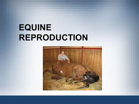 EQUINE REPRODUCTION.