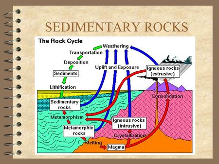 SEDIMENTARY ROCKS.