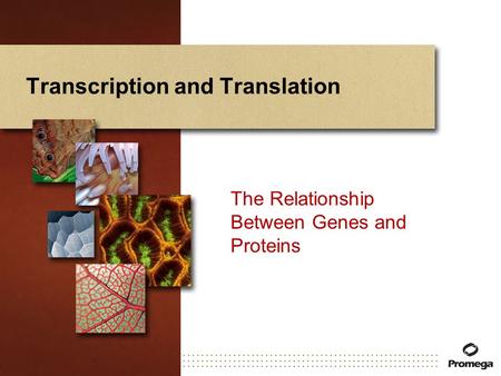 Transcription and Translation