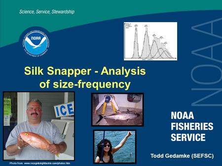 Silk Snapper - Analysis of size-frequency Todd Gedamke (SEFSC) Photo from: www.incognitolighttackle.com/photos.htm.