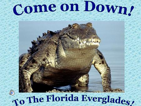 To The Florida Everglades!