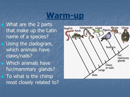 Warm-up What are the 2 parts that make up the Latin name of a species?