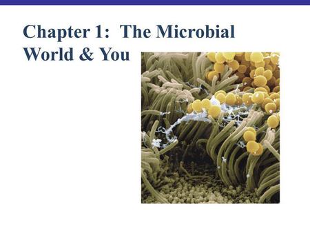 Chapter 1:  The Microbial World & You