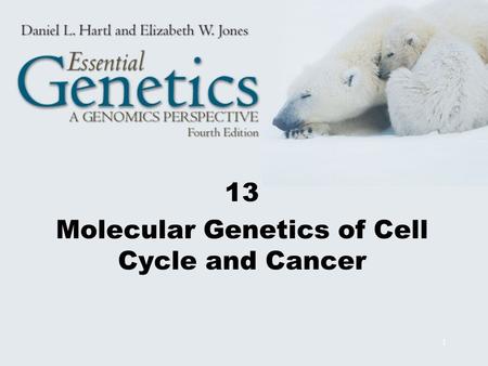 13 Molecular Genetics of Cell Cycle and Cancer