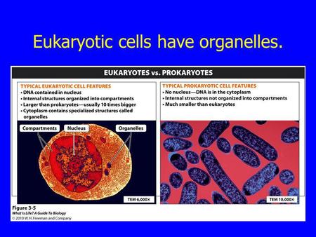 Eukaryotic cells have organelles.
