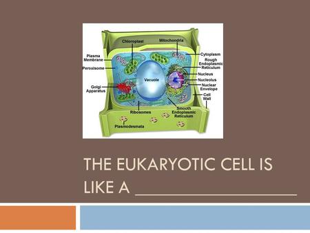 The Eukaryotic Cell is like a _________________
