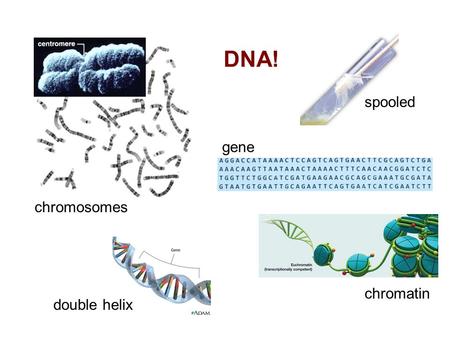 DNA! spooled gene chromosomes chromatin double helix.