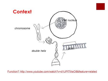 Context Cell nucleus chromosome gene double helix