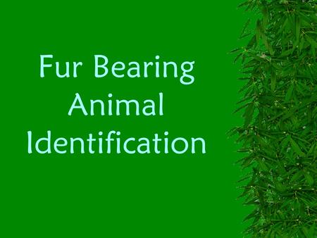 Fur Bearing Animal Identification