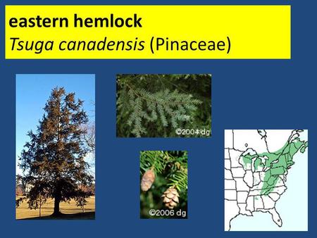eastern hemlock Tsuga canadensis (Pinaceae)