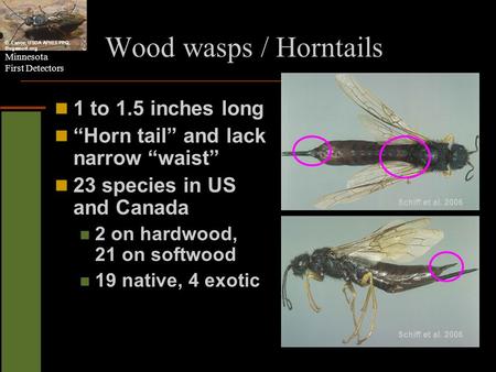 Wood wasps / Horntails 1 to 1.5 inches long
