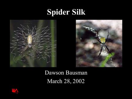 Spider Silk Dawson Bausman March 28, 2002. Variations Golden Orb Web Weaver.