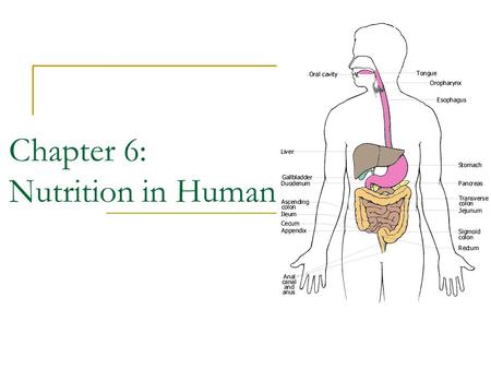 Chapter 6: Nutrition in Humans