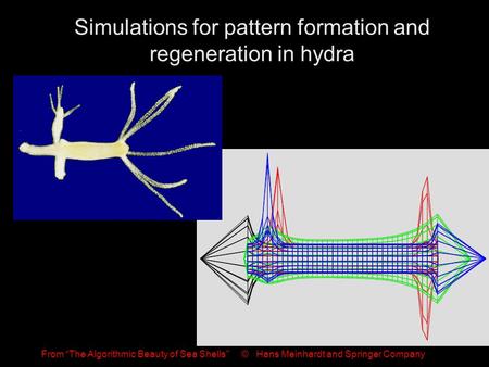 Simulations for pattern formation and regeneration in hydra From The Algorithmic Beauty of Sea Shells © Hans Meinhardt and Springer Company.