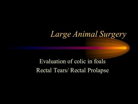Evaluation of colic in foals Rectal Tears/ Rectal Prolapse