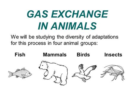 GAS EXCHANGE IN ANIMALS