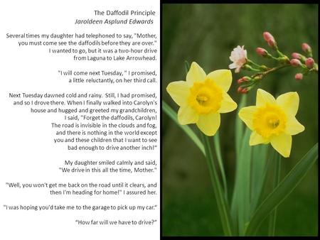 The Daffodil Principle Jaroldeen Asplund Edwards Several times my daughter had telephoned to say, Mother, you must come see the daffodils before they.