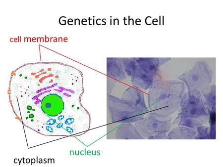 Genetics in the Cell cell membrane nucleus cytoplasm.