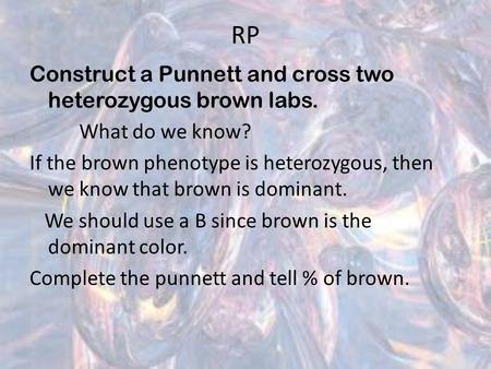 RP Construct a Punnett and cross two heterozygous brown labs.