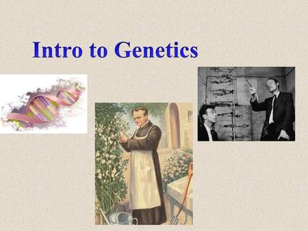 Intro to Genetics.