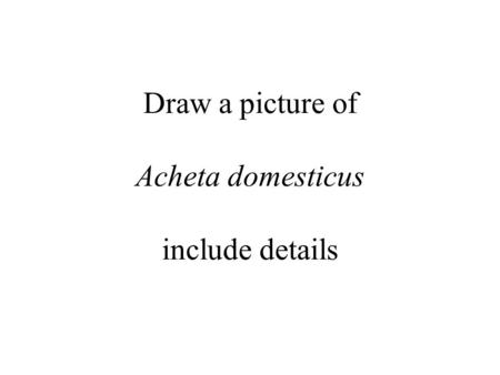 Draw a picture of Acheta domesticus include details.