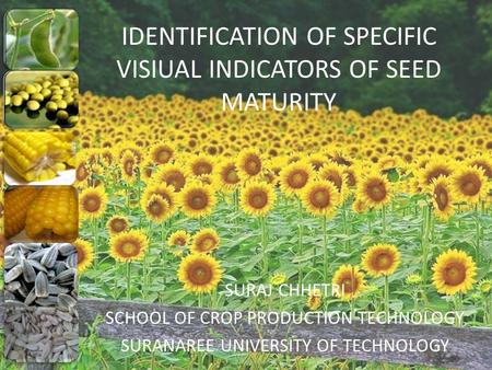 IDENTIFICATION OF SPECIFIC VISIUAL INDICATORS OF SEED MATURITY