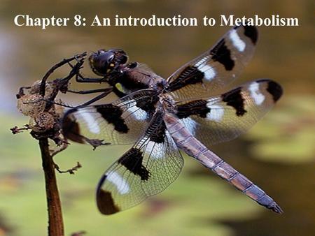 Chapter 8: An introduction to Metabolism